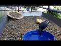 🎹♥️. 🇩🇪Ich liebe frisches Wasser! 🇨🇳 我喜欢心弦的水！🇦🇺 I love fresh water ! #birds #vogel ＃鸟🐦 ♥️🎹