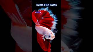 Can Betta fish get lonely?| Betta Fish Facts and Care Guide | #BettaFish #fishfacts #shorts