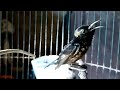 Masteran Burung Kolibri Ninja Gacor Buka Paruh Isian Bikin Mantull Mp3 - Mp4 Download