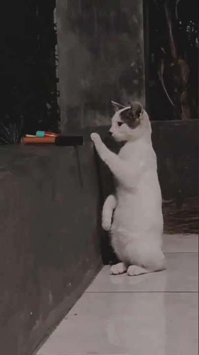 mentahan story wa - kucing sad