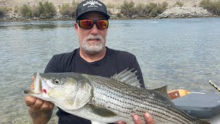 FISHING REPORT SEPT 30 Lake Mohave / Willow Beach / Colorado River