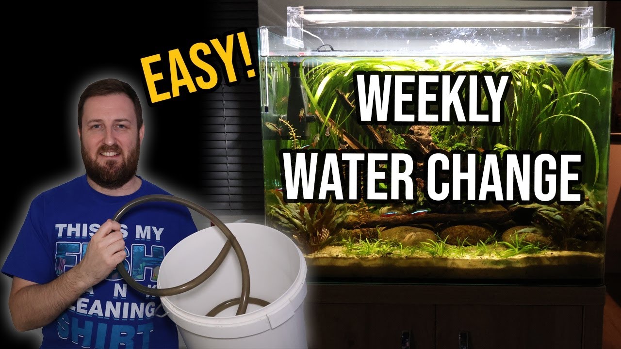 Maintain a Thriving Aquarium with Simple Weekly Water Changes! - YouTube
