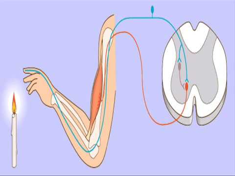 Vídeo: Diferencia Entre Arteriolas Aferentes Y Eferentes