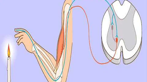 ¿Cuál es la función de las neuronas eferentes?