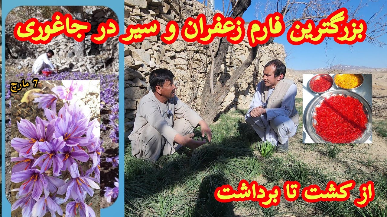 بزرگترین فارم زعفران و سیر در ولسوالی جاغوری، از کشت تا برداشت و طریقه های آن#جاغوری #سنگماشه#زعفران