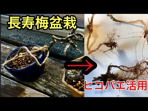 Video: Japannese Maple Tree Feite - Lewensduur van Japanese Maple Trees