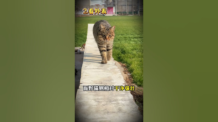 🐱流浪猫vs野猫：如何分辨并正确收养❓ #貓咪 #新手养猫 #cat #养猫攻略 #萌寵 #猫咪的迷惑行为 #流浪猫 #流浪猫生 #流浪猫救助 #野猫