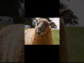 THE SHEEP DETECTIVES Looks WEIRDLY GENIUS 🐑🔥