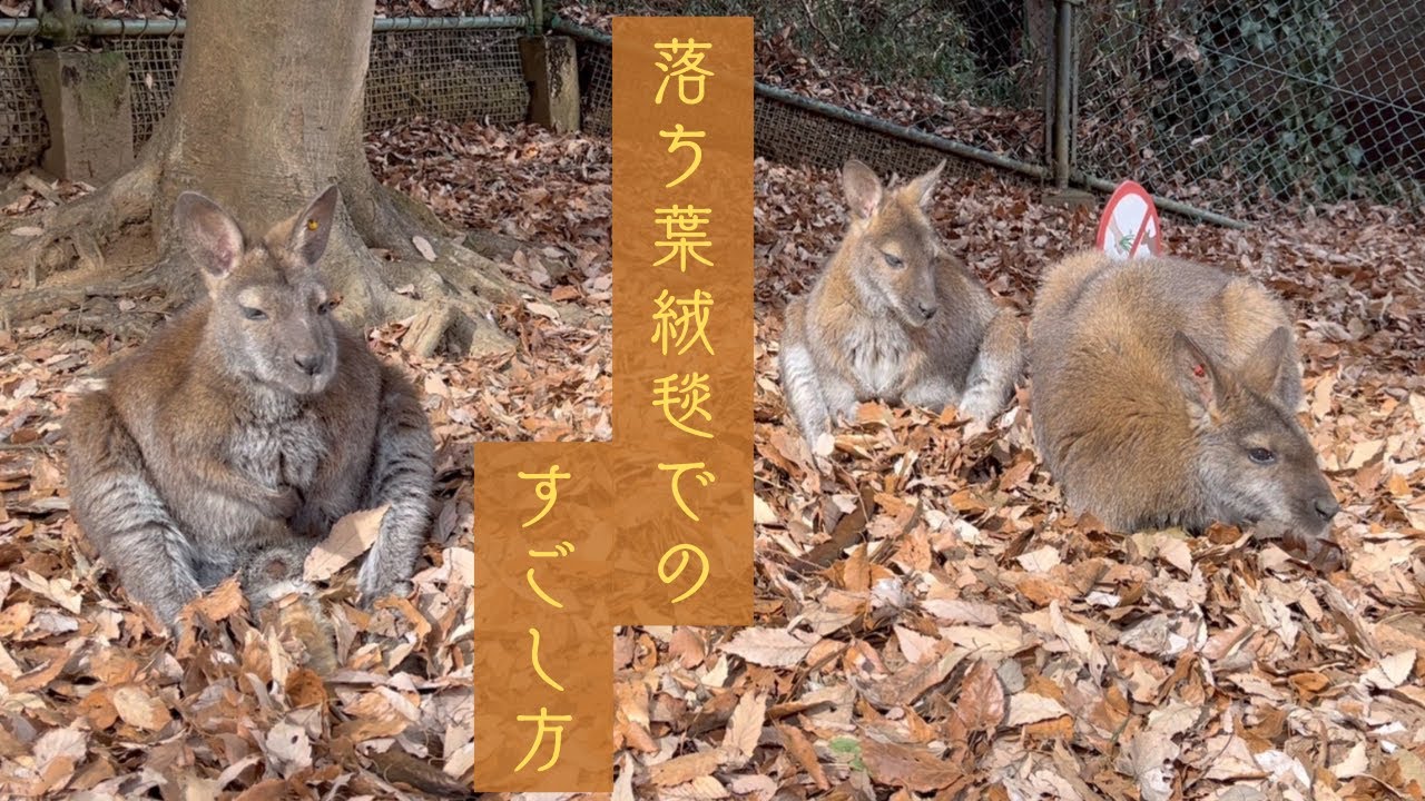 落ち葉絨毯でくつろぐベネットアカクビワラビー Sczooの一コマ Youtube
