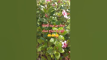 دعاء من ست كلمات 🤲 ادع به صباح مساء 🤲 دعاء الصباح 🤲 حالات واتس🤲 أذكار الصباح🤲 #دعاءمستجاب #اكسبلور