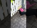 Schönes #weekend #hund #doggielife #puppy #dog #funny #turtlewatching #hunde #lynette
