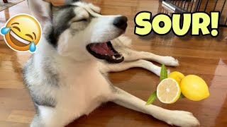 My Husky Reacts to Trying Lemon!