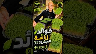 زراعة الميكروجرين | مشروع زراعي منزلي بتكلفة 10$ فقط