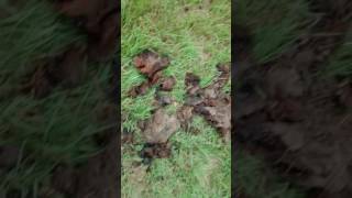 Septic distribution box root free