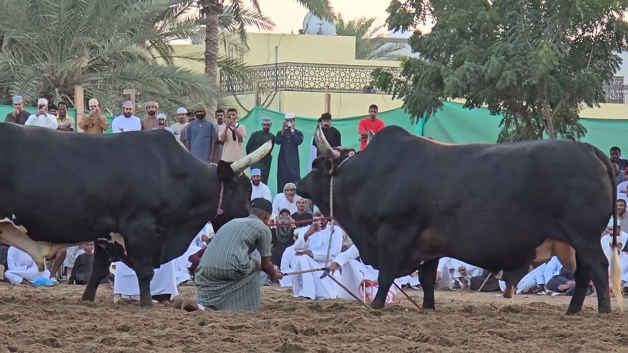 الشبابي ومصيح حائط إتحاد بركاء