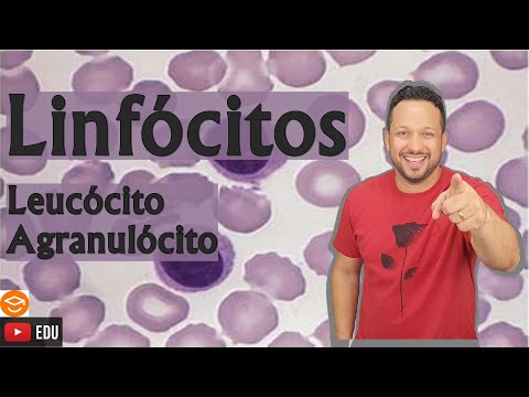 Vídeo: Leucócitos e linfócitos são a mesma coisa?