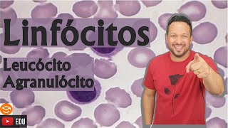 Linfócitos - Leucócito Agranulócito - Tipos de Leucócitos - Sangue - Tecido Sanguíneo