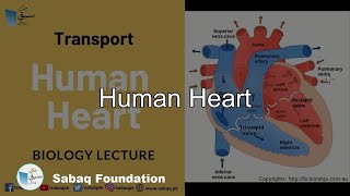 Human Heart-Transport, Biology Lecture | Sabaq.pk |