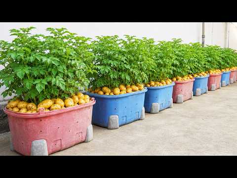Old Mop Bucket to Potato Planter — Easy and Surprisingly Productive