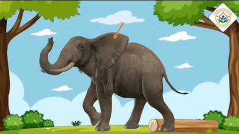 KPKH  Con vật sống trong rừng