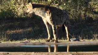 Nervous Hyena Spotted Something