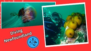 Diving Newfoundland