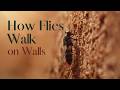 How Flies Walk on Walls: The Science of Sticky Feet!