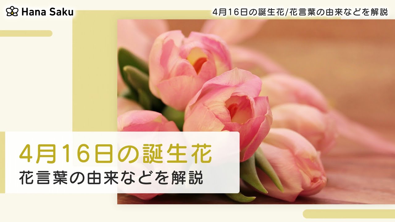 4月16日の誕生花 花言葉の由来 誕生日の有名人 何の日かも解説 Hanasaku