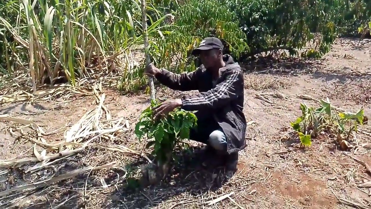 Jifunze kuhusu ULENGETAJI WA KAHAWA (Robusta Coffee Stumping) na Mambo MUHIMU ya kuzingatia 