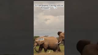 "Elephants’ Dust Bath Secret!"😘🐘💚#Elephants #WildlifeFacts #NatureShorts