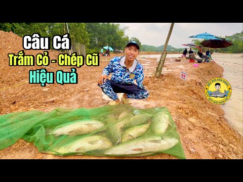 Câu Cá Trắm Cỏ và Chép Cũ - “Vét Sạch” hồ câu đài “Thái Dũng”