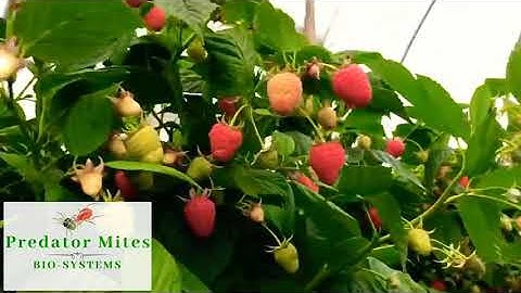 Scouting For Spider Mites On Raspberries | Predator Mites Bio Systems L.L.C