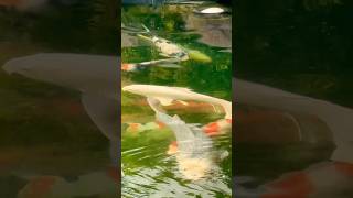 Never seen Japanese Koi in these size #koi #koifish #koipond #fish