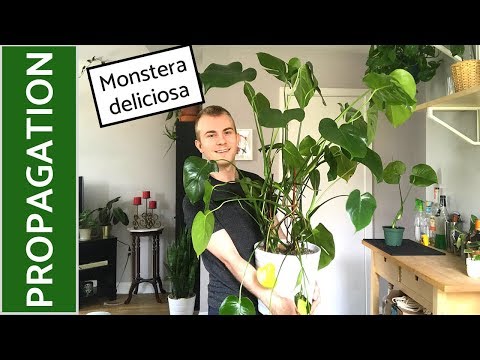 How to Propagate Monstera deliciosa (Split-Leaf Philodendron)