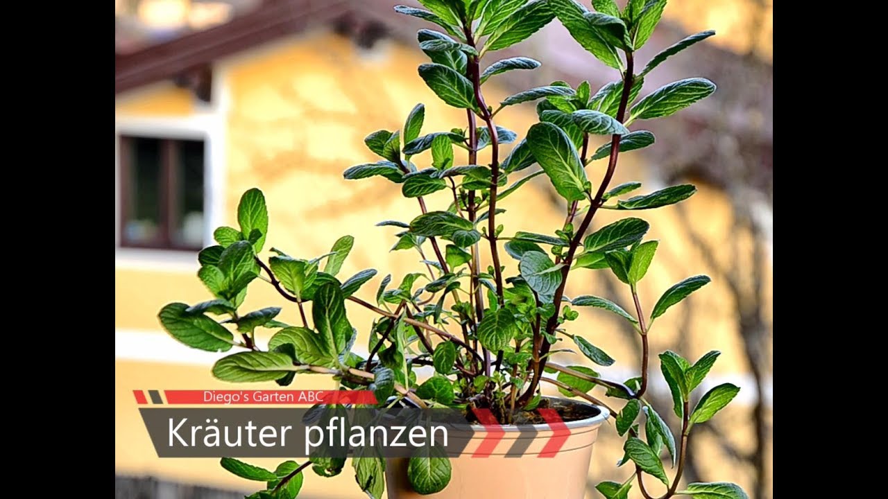 DIY: Kräuter pflanzen in Trog, Topf oder Balkonkiste (für alle Pflanzen