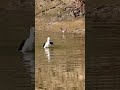 A splash of happiness 🐦 #birds #nature #wildlife #shorts #shortvideo #photography #funny