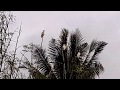 Katala Sa Narra Palawan Katala Sa Narra Palawan