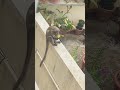 Monkey eating orange|#shortvideo |#viralshort |#ytshorts |#viralvideo |#trending |#shorts|#short |