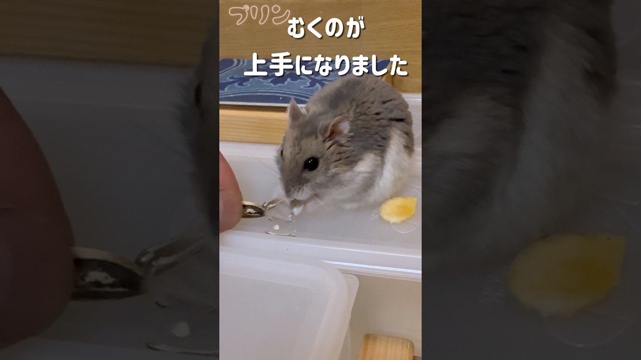 ヒマワリの種に夢中☆他のおやつ食べない #ハムスター #hamster - YouTube
