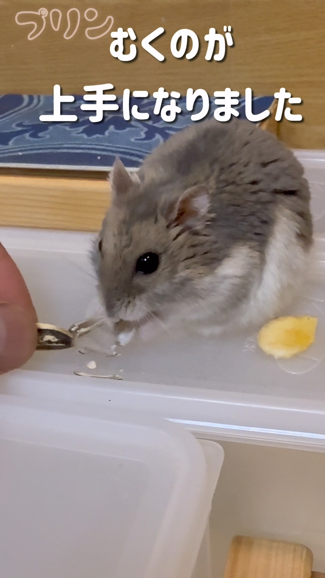 ヒマワリの種に夢中☆他のおやつ食べない #ハムスター #hamster - YouTube