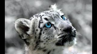 [o!m] My Son, The Leopard 95.93%