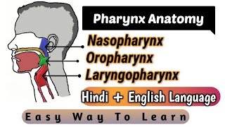 Pharynx Anatomy | Introduction of Pharynx | Layers of Pharynx | Types of Pharynx | Medical Discovery