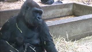 Gorilla Baby - One week old - Artis