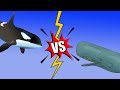 Paus Sperma vs Orca | Siapa Raja Paus Bergigi Sesungguhnya?!