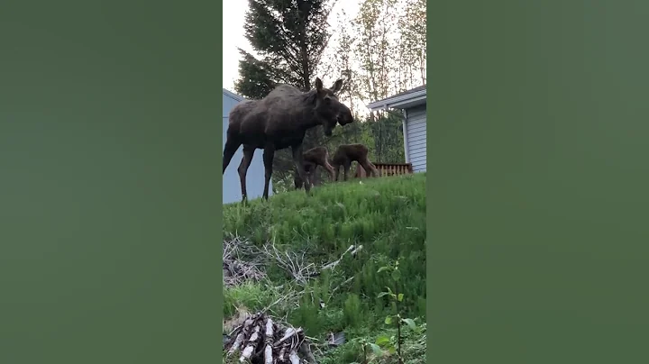 Momma Moose and twins visiting us at midnight!