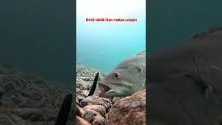 detik-detik ikan makan umpan screenshot 5