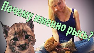 Почему именно рысь?