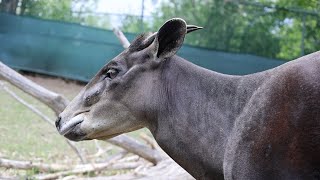 Happy 20th Birthday to Salma!
Happy 20th Birthday to Salma, our yellow-backed duiker! 💛
Today we’re celebrating a truly golden milestone: Salma is turning 20 years old, officially making her one of the oldest yellow-backed duikers living in an AZA-accredited facility! 🌟
To mark the occasion, her dedicated animal care team crafted a special birthday cake filled with her favorite goodies: apple and oat biscuit, applesauce, banana, cantaloupe, and blackberries. 🍎🍌🍈🫐
As a senior, Salma is a great example of the expertise and individualized care our animals receive. Her wellness routine includes voluntarily participating in daily physical therapy, weekly laser treatments, biweekly acupuncture, hoof care—and lots of love from her care team. ❤️
She also enjoys life alongside some fascinating feathered friends, including Wazowski, the one-eyed grey-crowned crane, and two charismatic hornbills, Bunsen and Merry.
Come visit this remarkable birthday girl and her unique crew during your next trip to the Zoo!
#SavingWildlifeTogether #Duiker #AZA #DenverZooConservationAlliance Happy 20th Birthday to Salma!