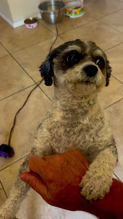 #zoey102 #youtuber   #dylandpros #pu  #learninfodaily #puppy #playing11 #jaimatadi #peoplegetready