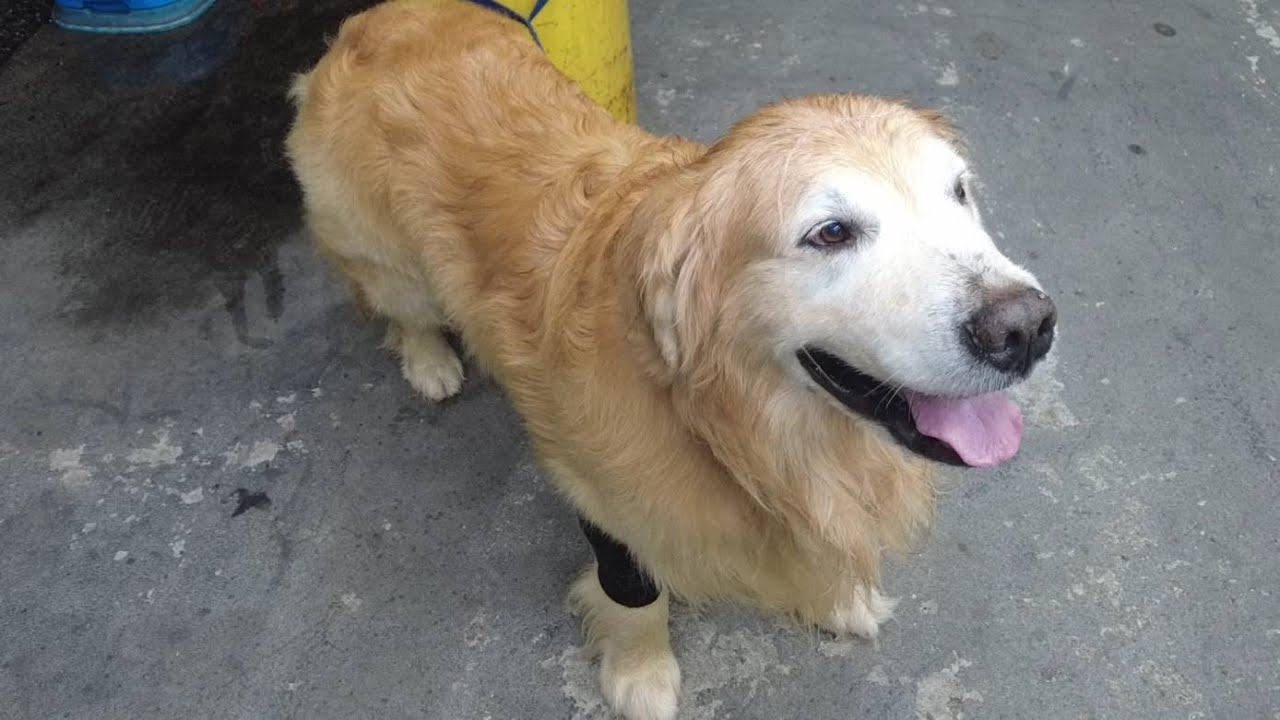 バイト先に会いに来てくれました！帰りは一緒に寄り道して(笑) 【golden retriever japan】